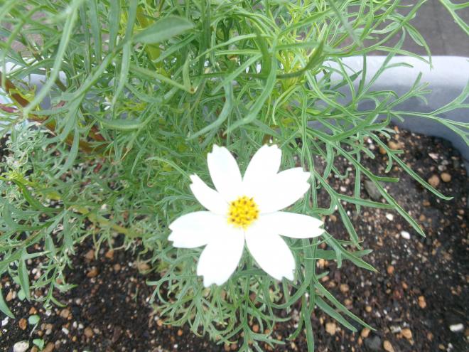 ぴかぴかガーデンコスモス