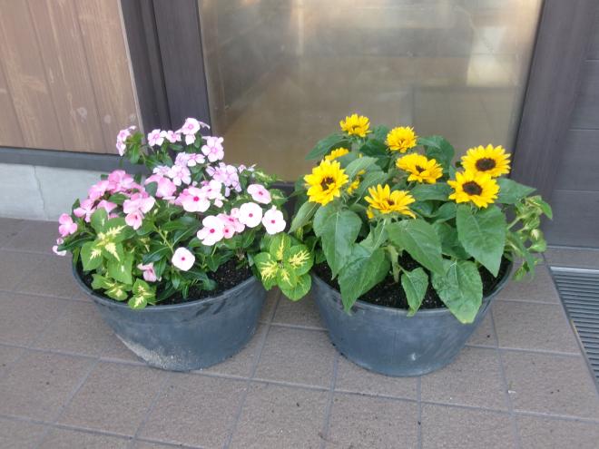 ひまわりや日日草の寄せ植え