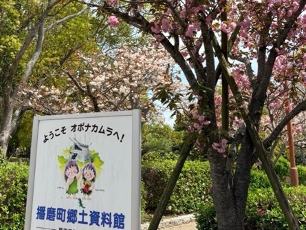 八重桜