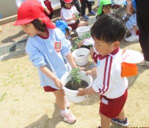 夏野菜苗植え1