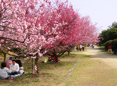 梅が咲く大中遺跡公園