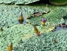  狐狸ケ池のオニバス(9月)
