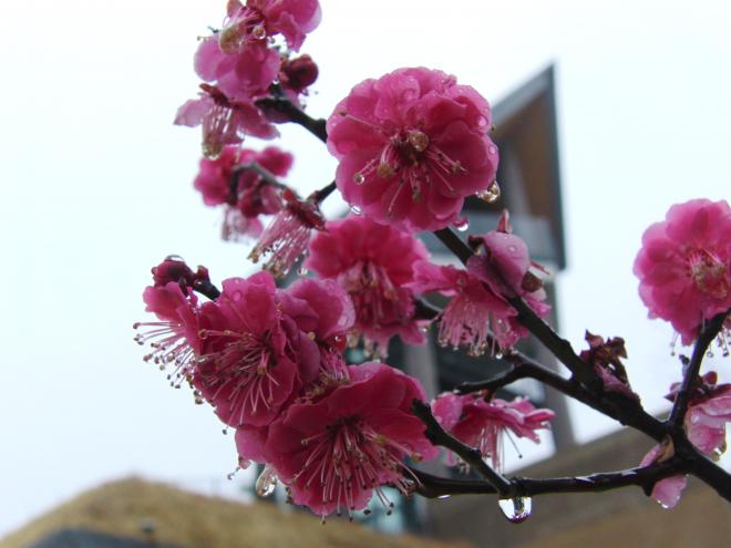 凩と時雨に負けじと花開く「梅」