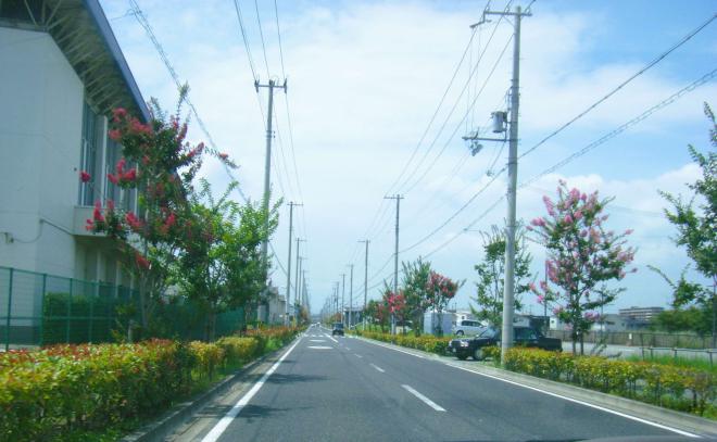 百日紅の道