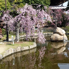 池に写る桜